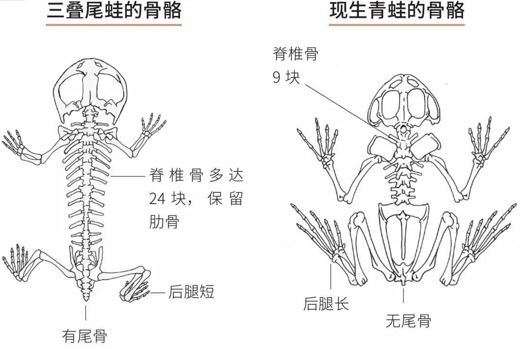 人体骨架结构图及名称高清(如果人类有这样的身体结构……)
