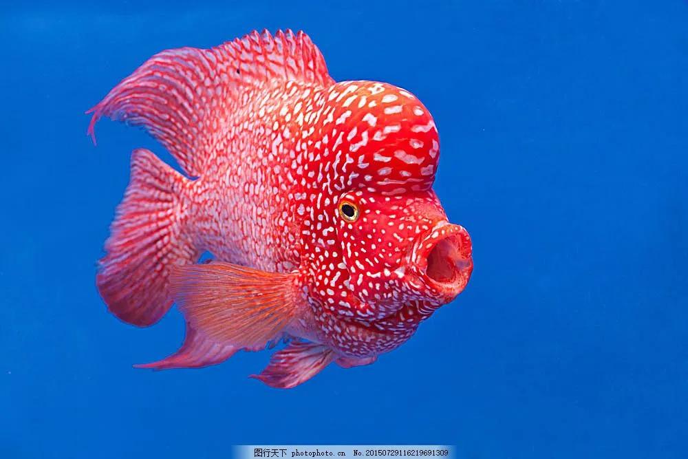 海洋中最美的精灵,各种惊爆眼球的鱼类美图欣赏