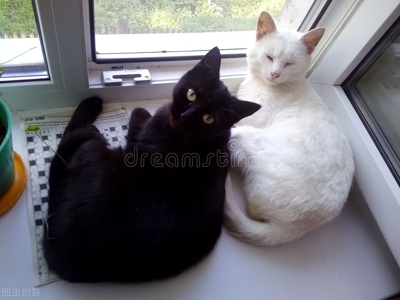 排外是白猫 媚外是黑猫 超外才是好猫 中国足球圈内有好猫否 网络知识