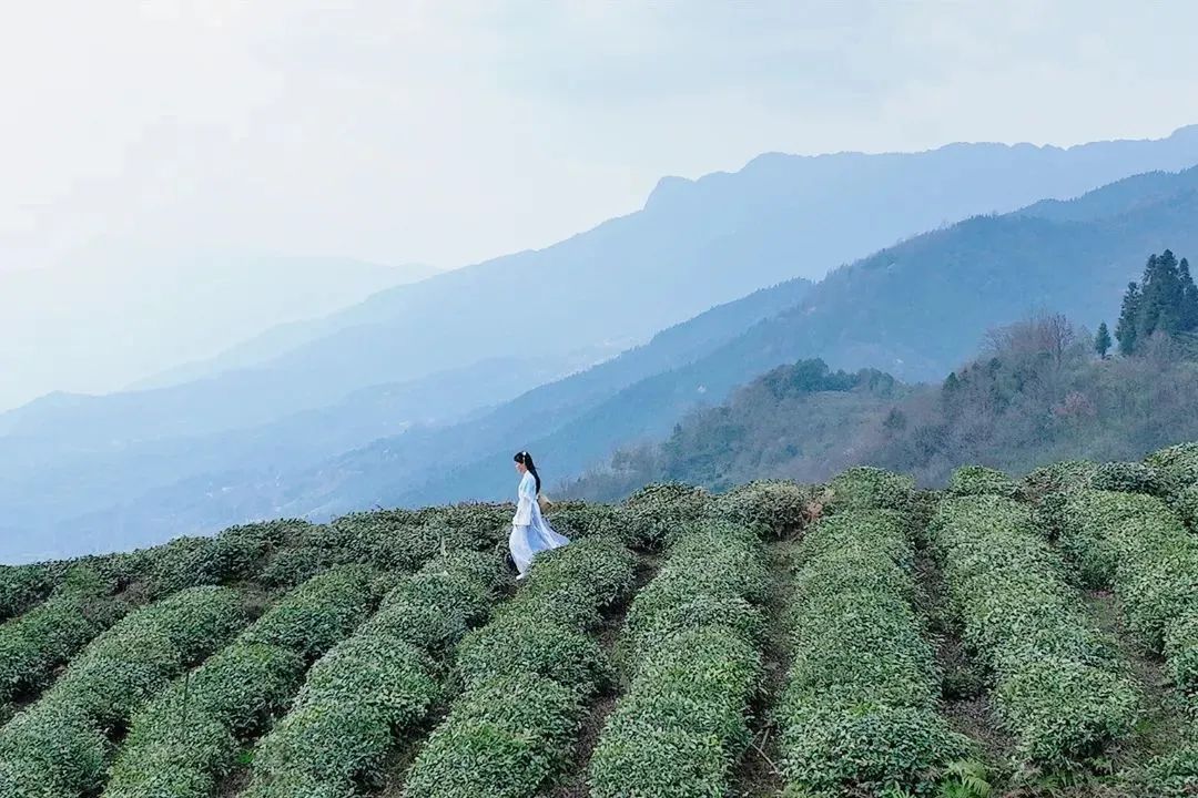 只此青绿，在此山中，去茶园里遍寻春意