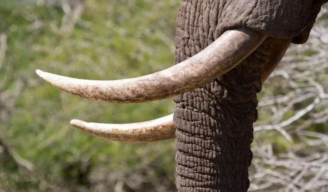 大象浑身上下,最吸引眼球的就是长鼻子,大象牙和扇子般的大耳朵了.