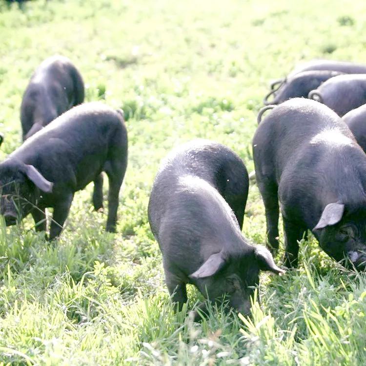 大黑猪图片(天哪！正宗大黑猪品种，全部都是传统喂养大的，腊肉香肠简直)