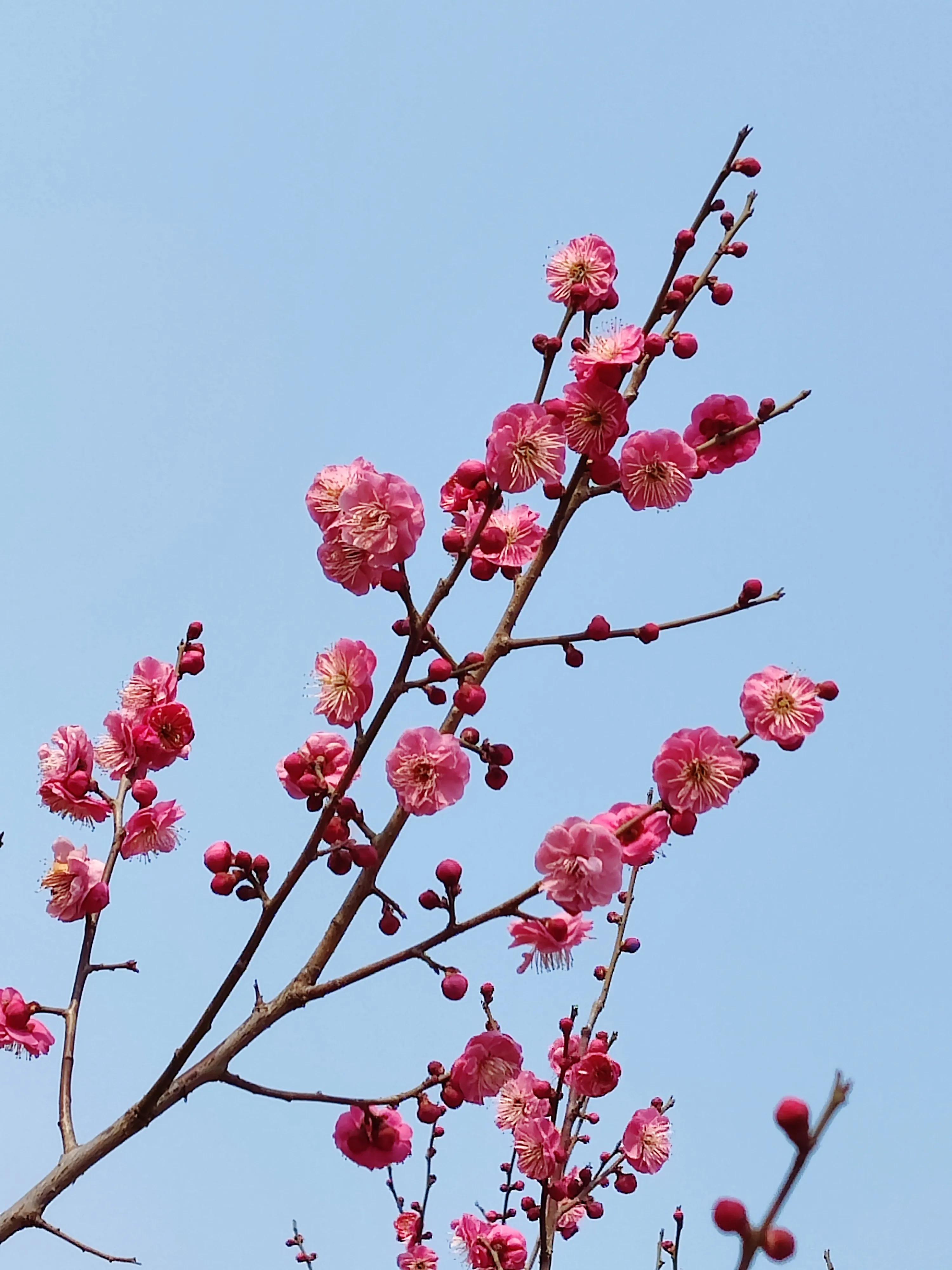 回眸二月，梅邂逅了蜂