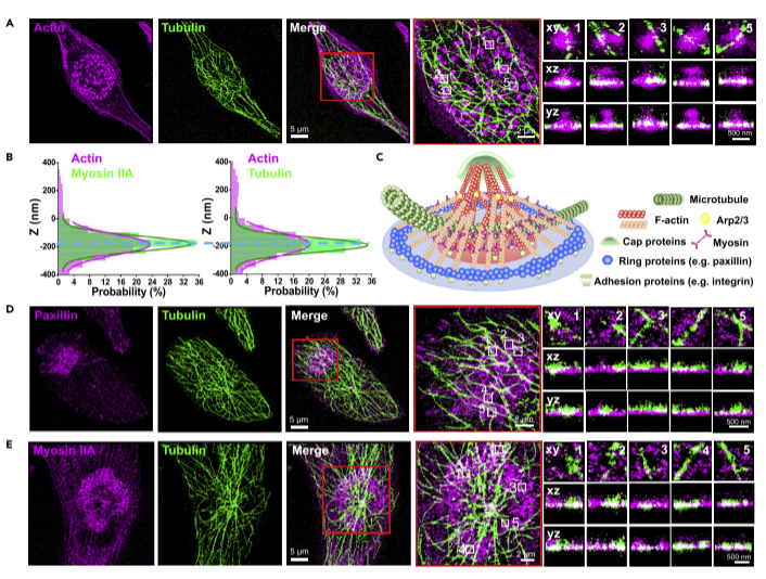 超分辨率显微镜storm揭示巨噬细胞足体簇的纳米结构和调控
