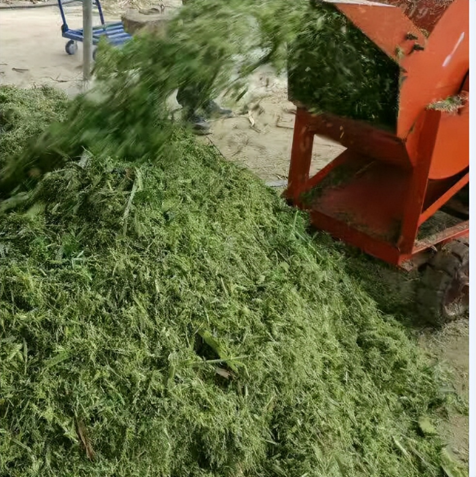 种植牧草养殖的好处和牧草的利用