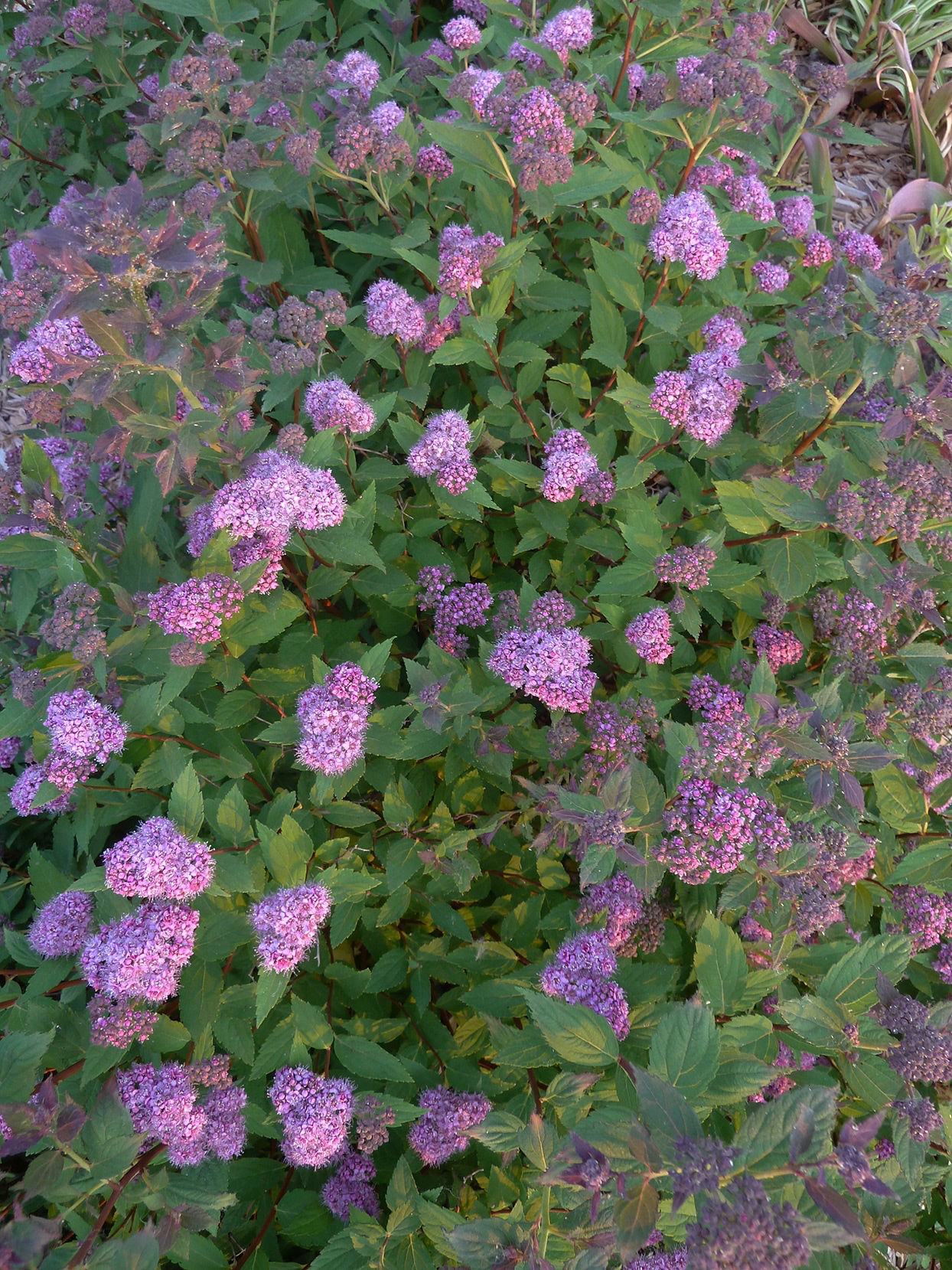 40种适合庭院花园的常见灌木植物，你认识它们吗？