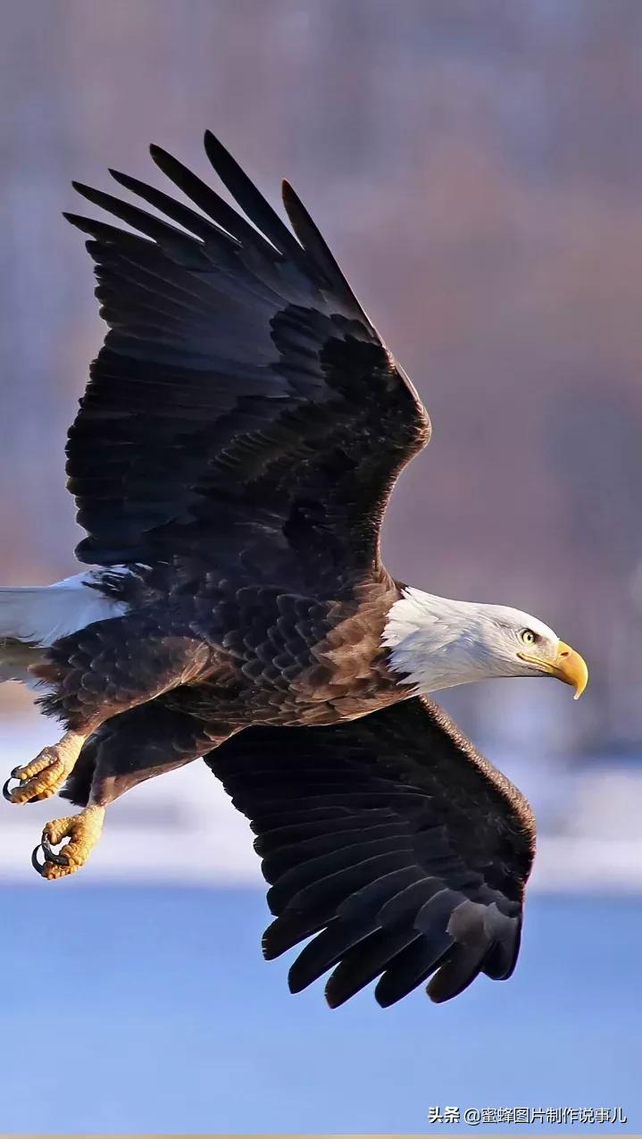雄鹰展翅高飞,搏击长空终不悔