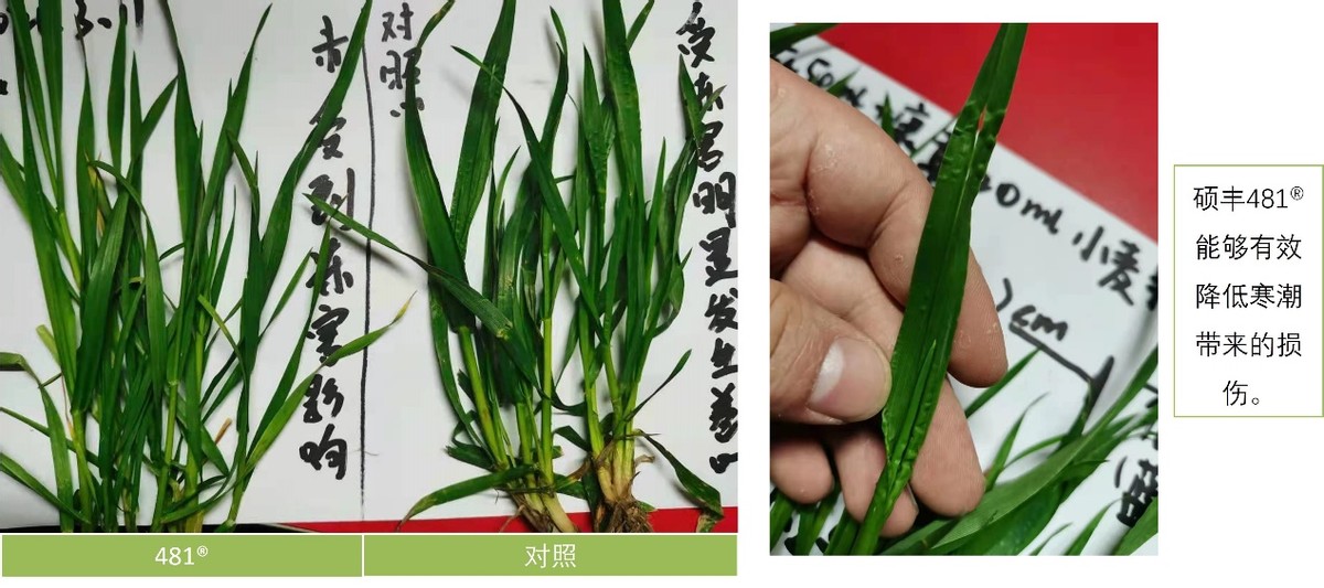 硕丰481,硕丰481芸苔素