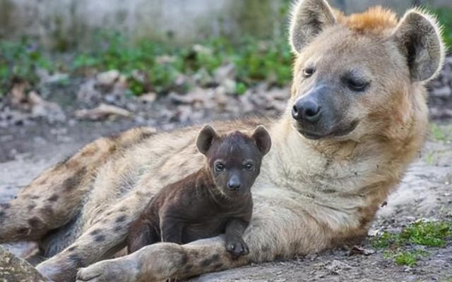 但是却并不属于犬科,而是猫型总科下的斑狗科,与棕鬣狗,缟鬣狗和土狼