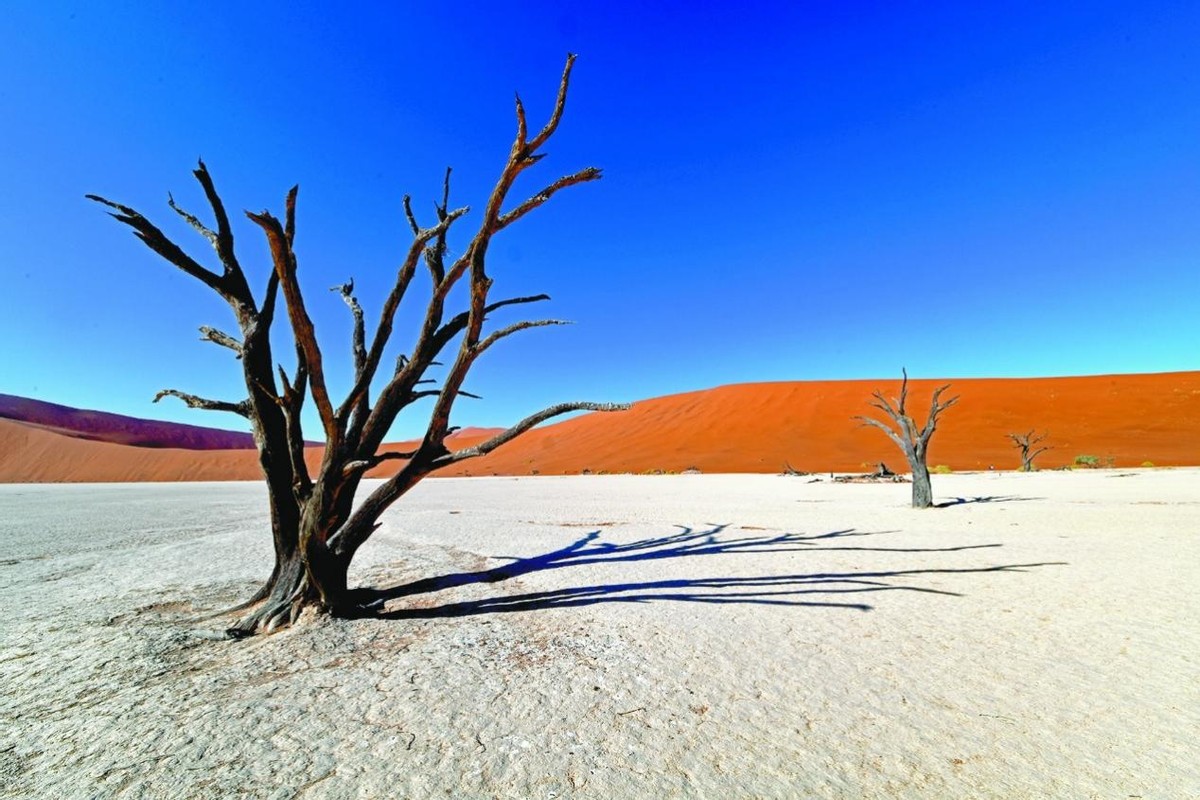 近一亿岁的纳米布沙漠，8000年无人敢入，生物如何在里面生存？