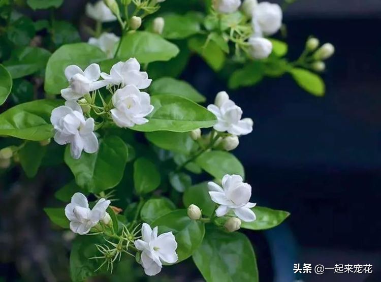 四月种什么花合适（盘点适合4月种植的八种花）