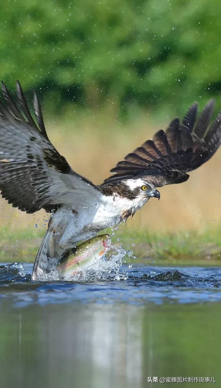 如有来生,愿化为一只雄鹰,自由自在翱翔蓝天高山大海,搏击长空,自由的