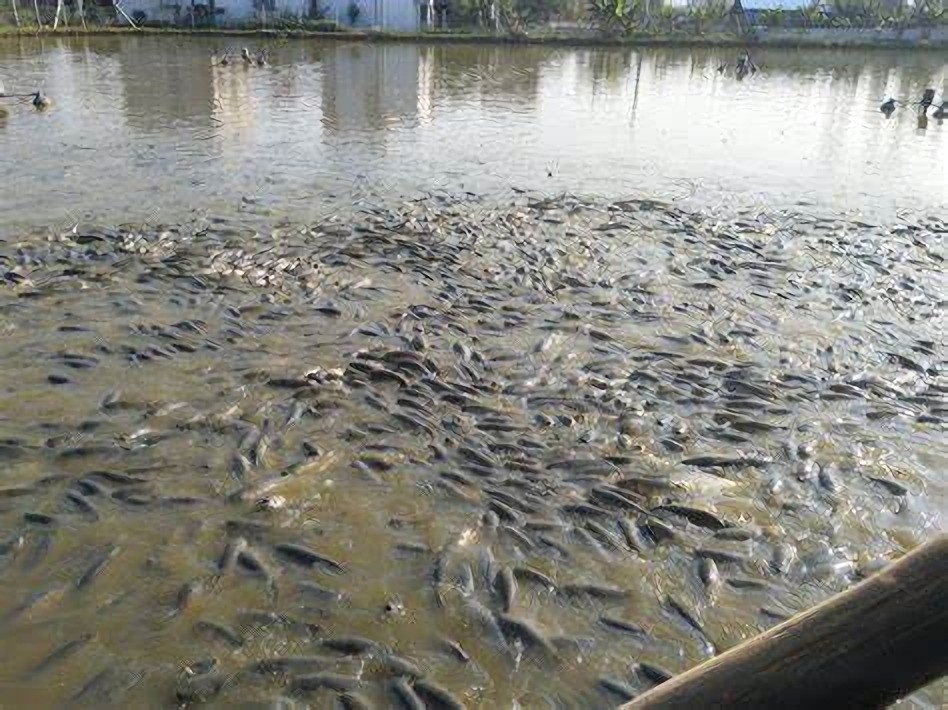 宁波渔民再次捕获大黄鱼，卖出4.2万天价！濒危的大黄鱼泛滥了吗