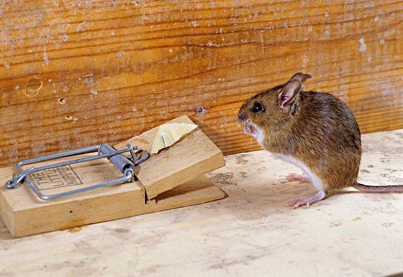 在生活中我们要避免老鼠对家里产生破坏,最好的方法便是保护环境和