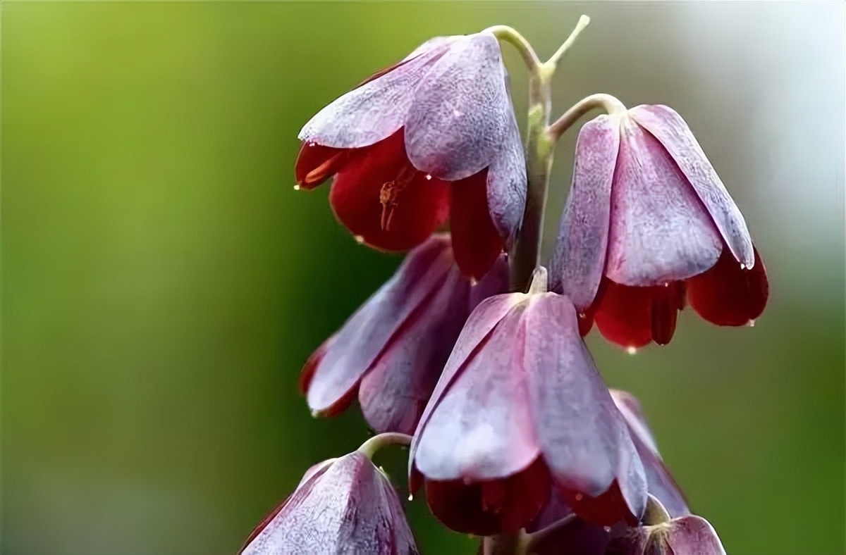 識花:100種世界奇花,超乎你的想象