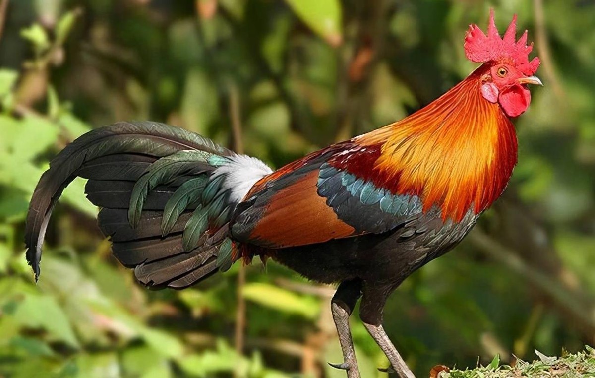 红原鸡如今,在人们的努力之下.已经培养出许多特有珍稀物种的新品种.