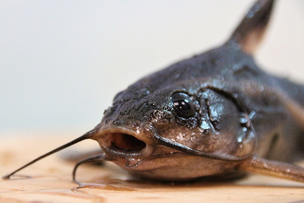 鲶鱼是世界上最脏的鱼图片