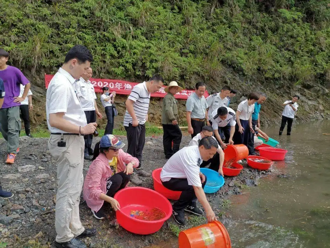 白鱼图片(一条60斤，鱼多到捡不完！江西萍乡水库泄洪，被冲晕的鱼哪来的？)