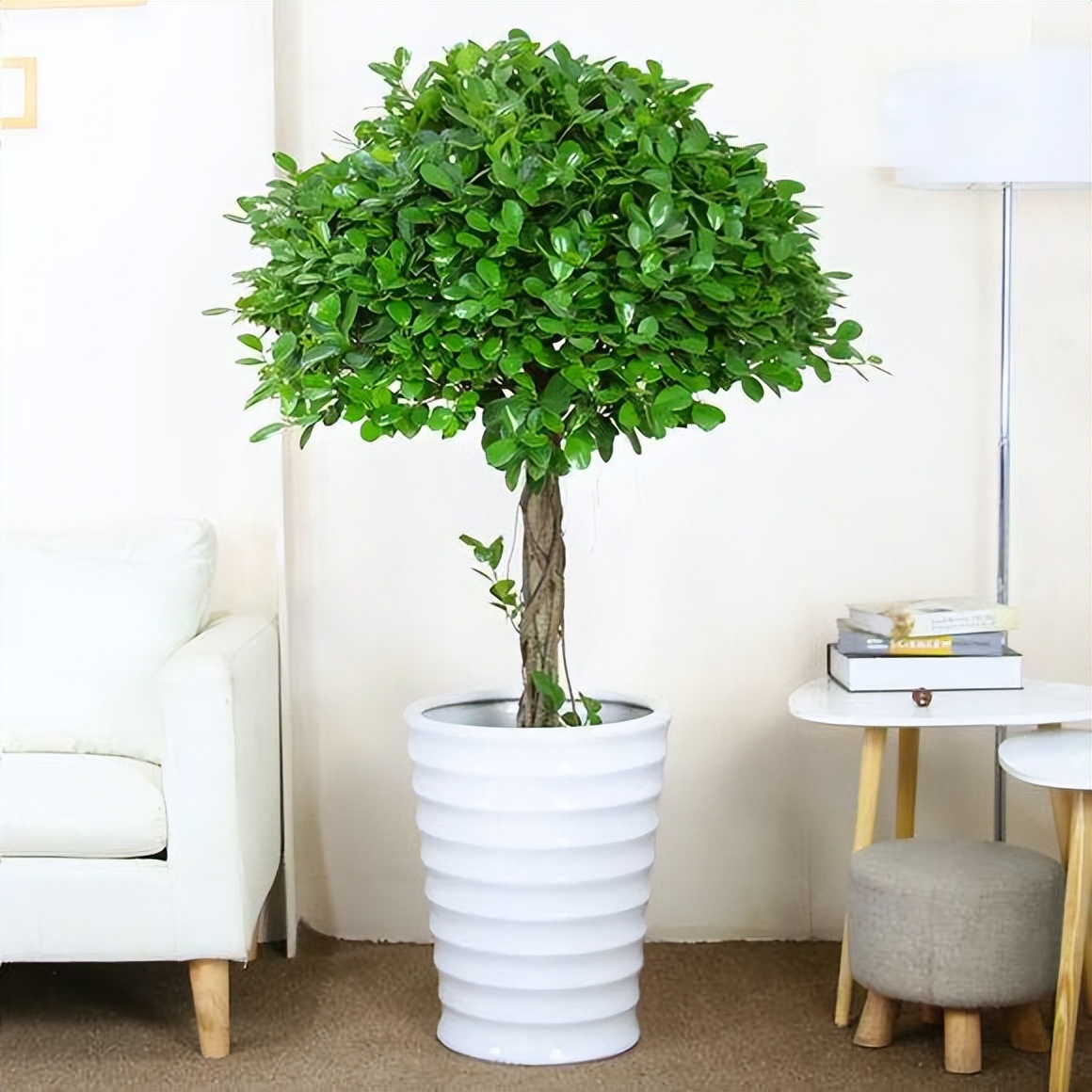 金钱榕怎么养殖(金钱榕的养护技巧和注意事项)