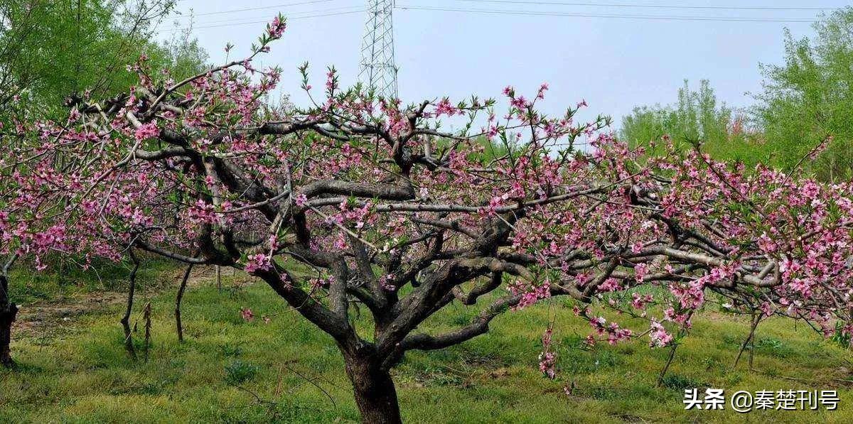 秦楚风俗：前不栽桑后不插柳、桃树是五行之精、竹子开花败家？