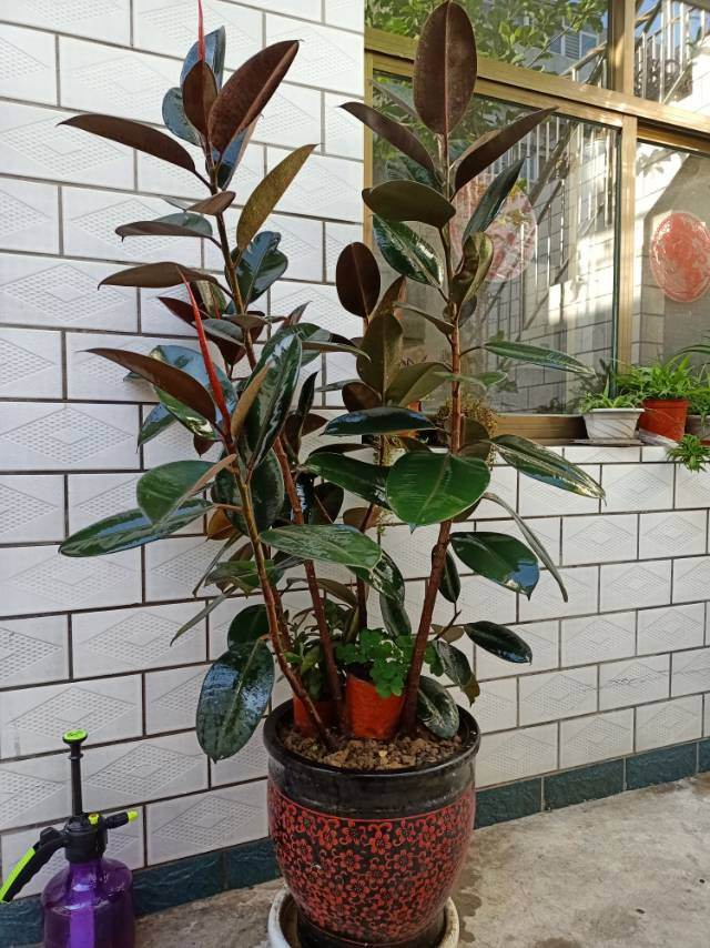 客厅养花讲究大，7种大型花，格调高，寓意好，养人又旺家