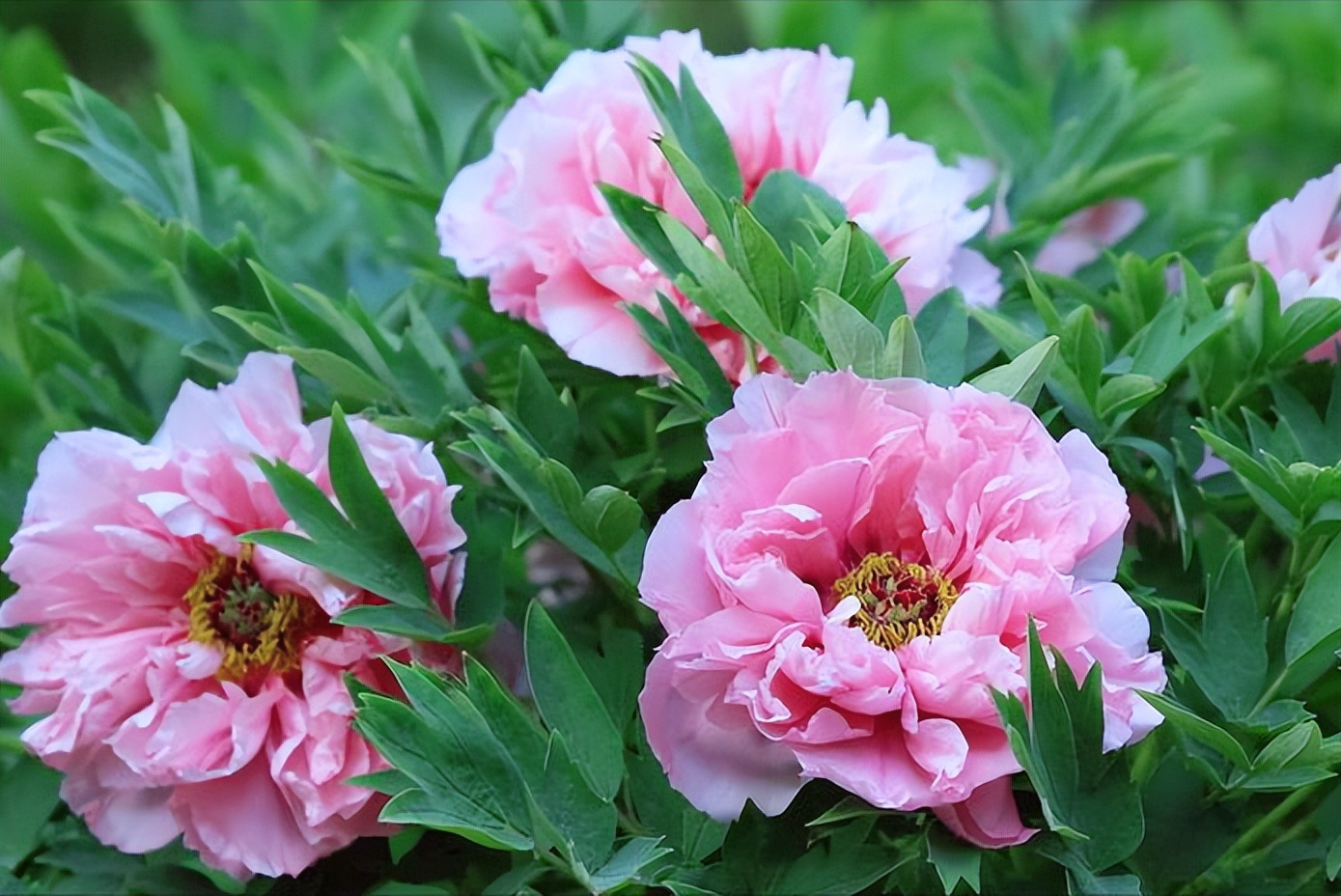 18首关于牡丹花的诗词：惊艳妖娆，绚丽如梦，一美千年