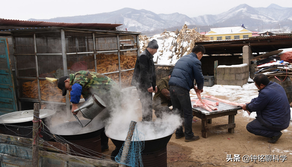 年猪不能随便杀！为啥有人杀猪卖肉被罚10万，有人杀年猪却没事？