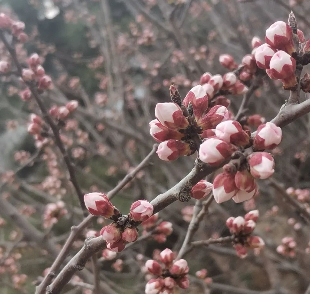 线上展览|“山河春意 锦绣太原——花的世界”主题摄影线上图片展（二十四）