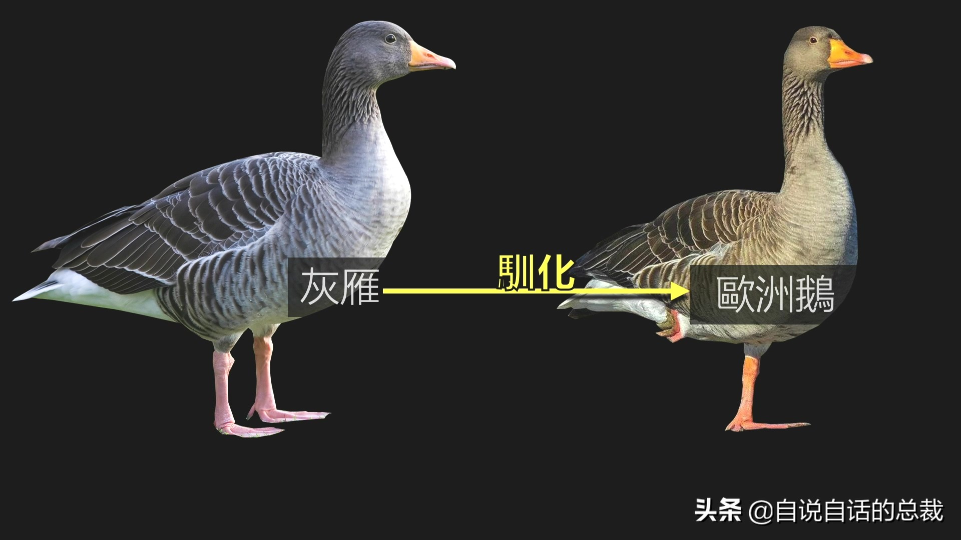 为什么动物都怕鹅？有鹅的地方没有蛇？大鹅的真实面貌超出你想象