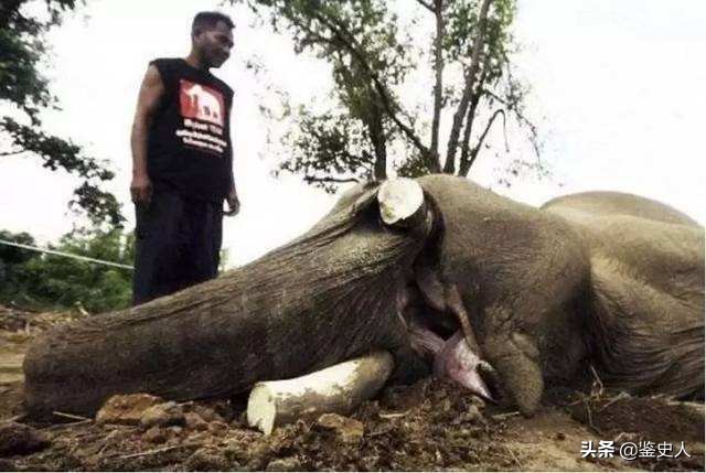 中国大妈身价千万惹众怒，在非洲被判15年，国人却拍手称快