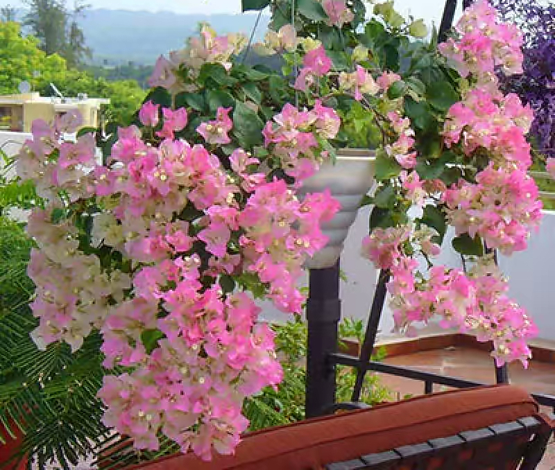 院子里养花，就养“5种”，花多颜值高很好养，变成浪漫小花园