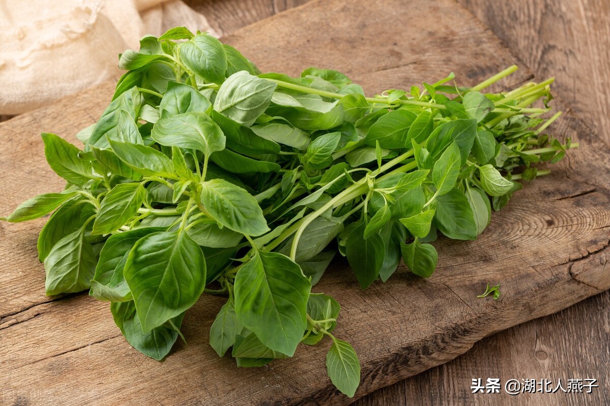 能吃的100种野菜图片(能吃的100种野菜图片一张)