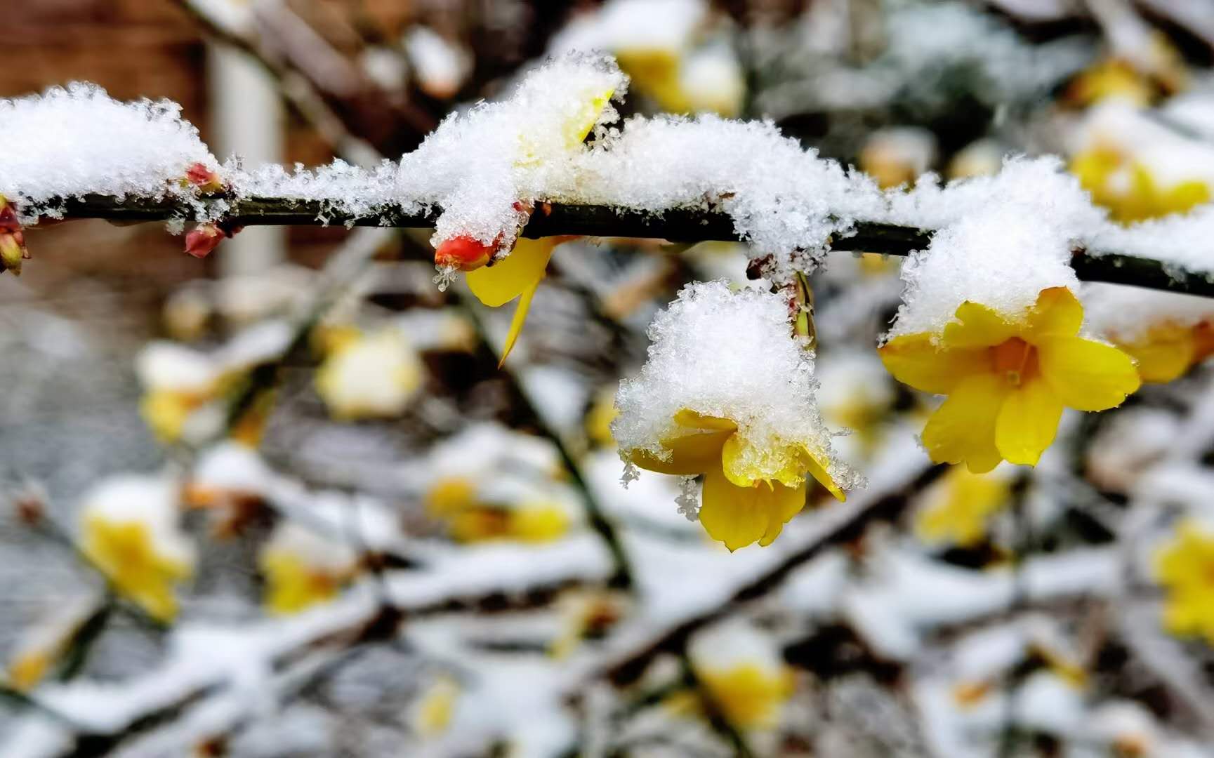 雪与花共舞 | 红墙，白雪，鲜花，美不胜收！