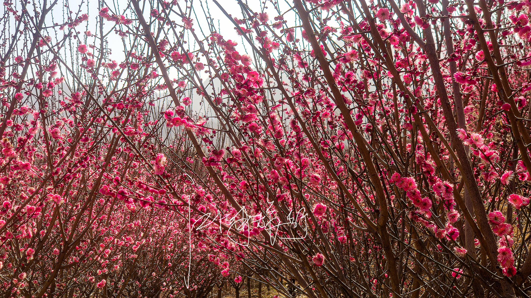 秦岭环山路自驾游，爬山踏青赏花逛庙会，超长线路图手机倒着看