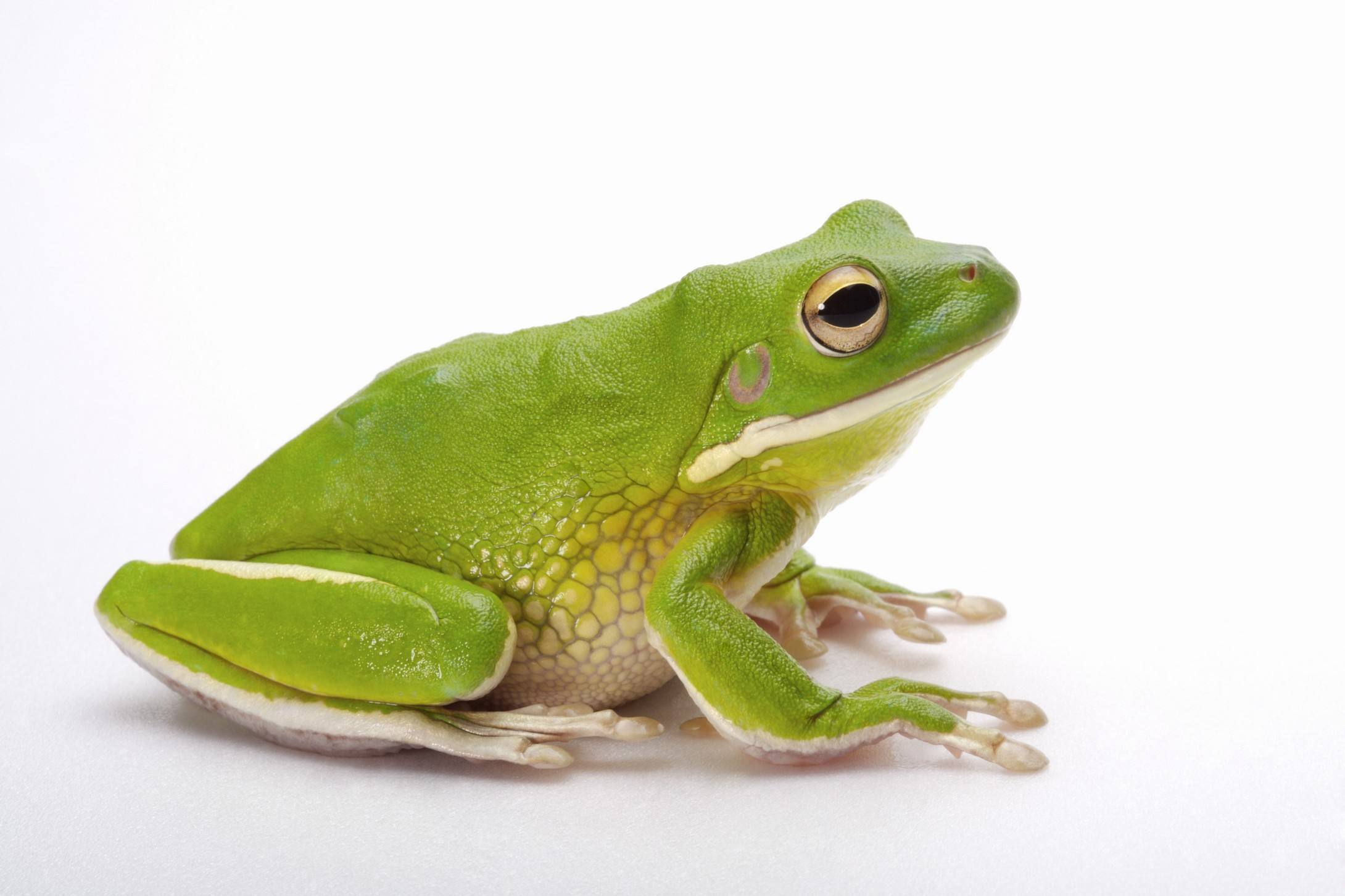 这是因为青蛙的中枢神经系统都在它的脊柱里,脊柱承担了呼吸和循环的