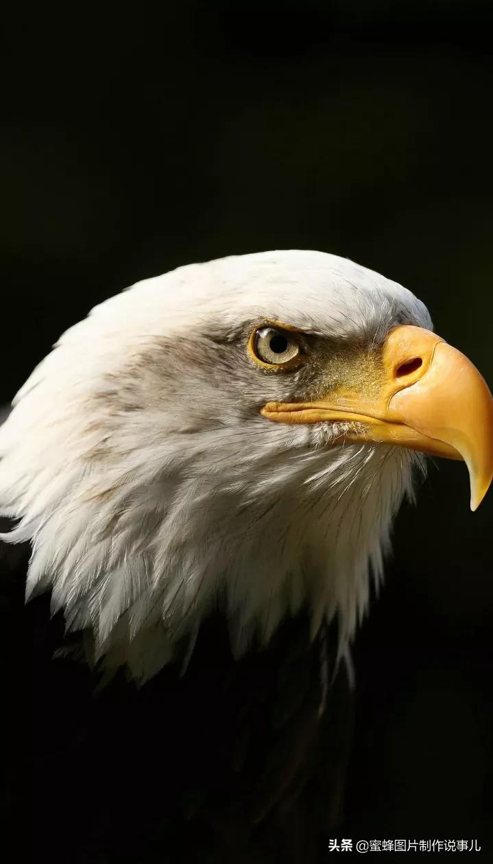 雄鹰展翅高飞,搏击长空终不悔