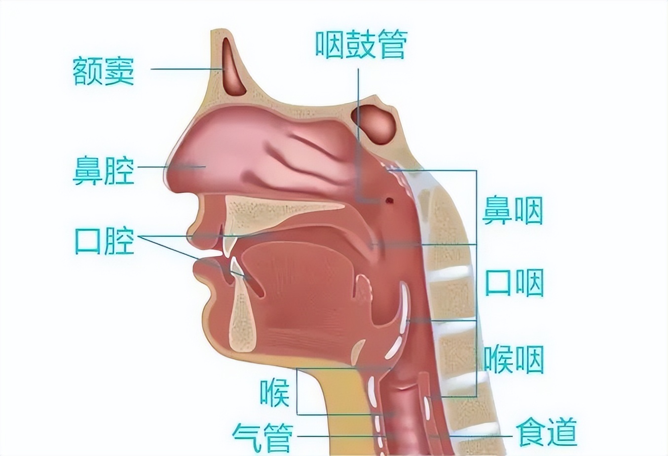 喉咙的器官分布图图片