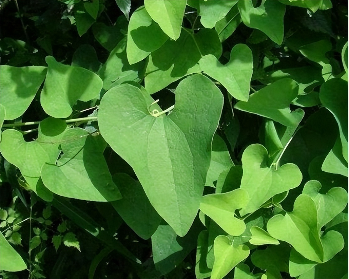 土木香的功效与作用(3种中药已被) - 行就行