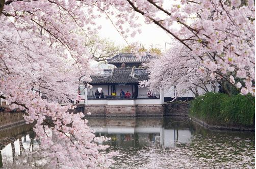 万里云 | 芳心寸寸情依旧，霞彩年年绘早春（樱韵读春格律十二首）