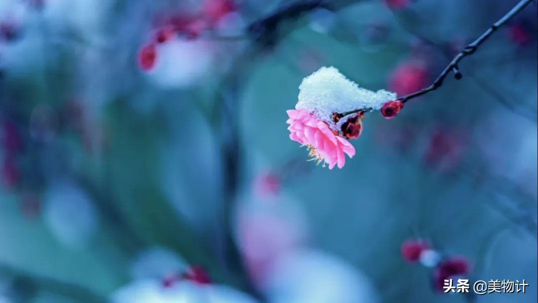 菊花的花语和寓意（一文了解菊花象征的含义）