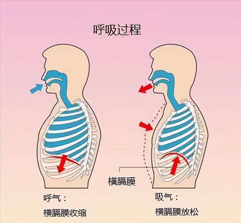 唱歌发声原理图解图片