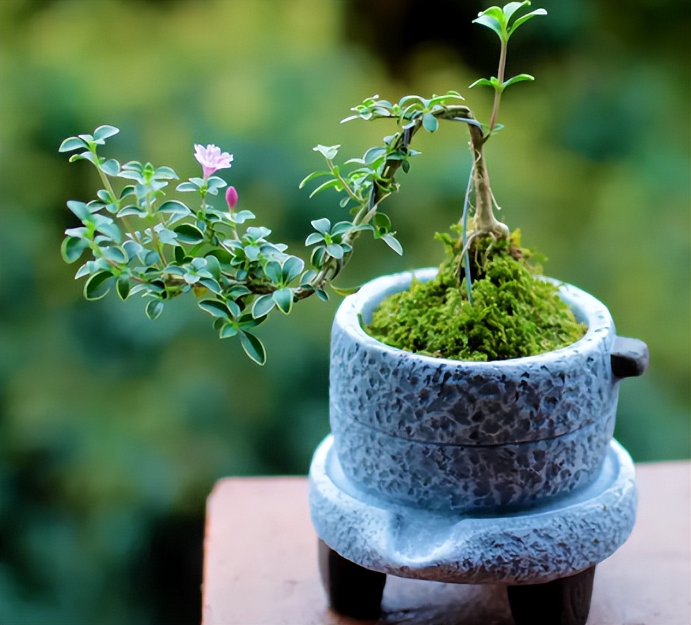 绿植植物（绿植养护）