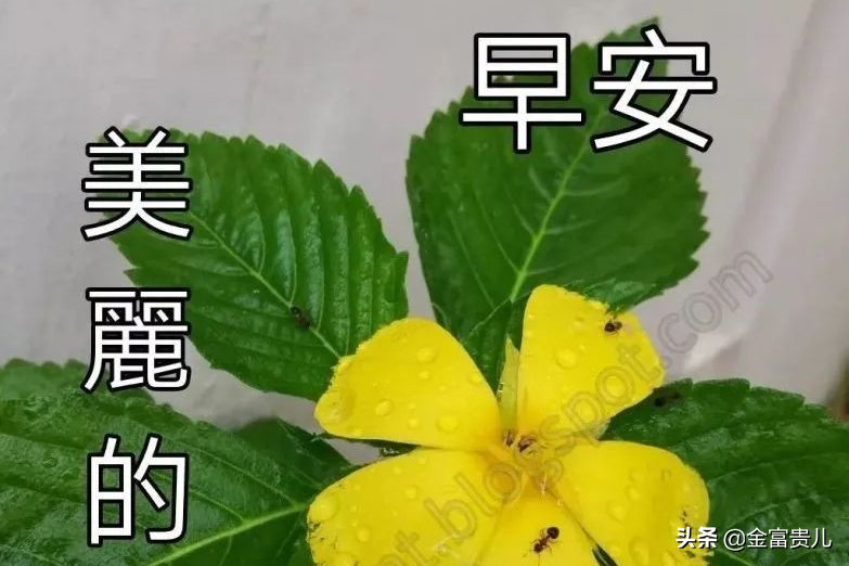 最新版早安动态图片 早上好祝福语句子