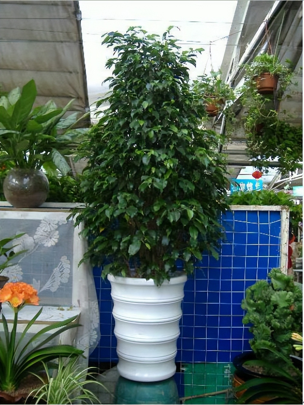 金钱榕怎么养殖(金钱榕的养护技巧和注意事项)