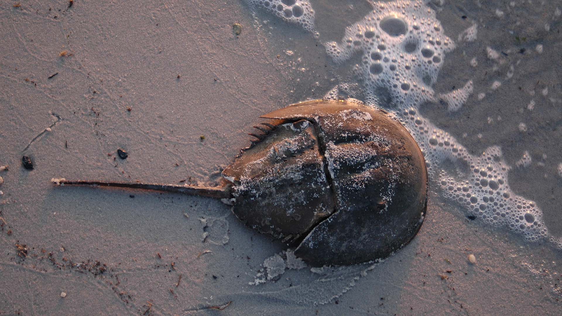 你应该知道的五种海洋活化石,精美的令人窒息