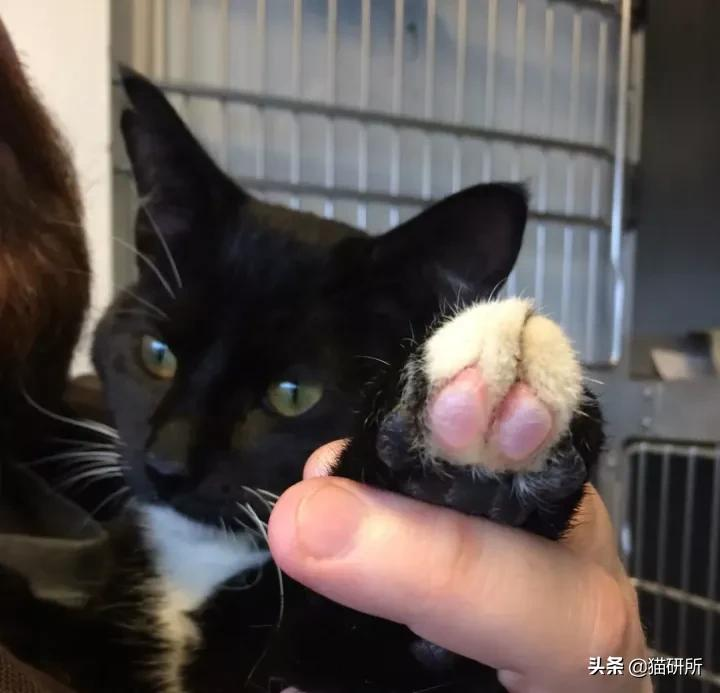 警惕猫咪冬季冻伤!急救指南在这里…