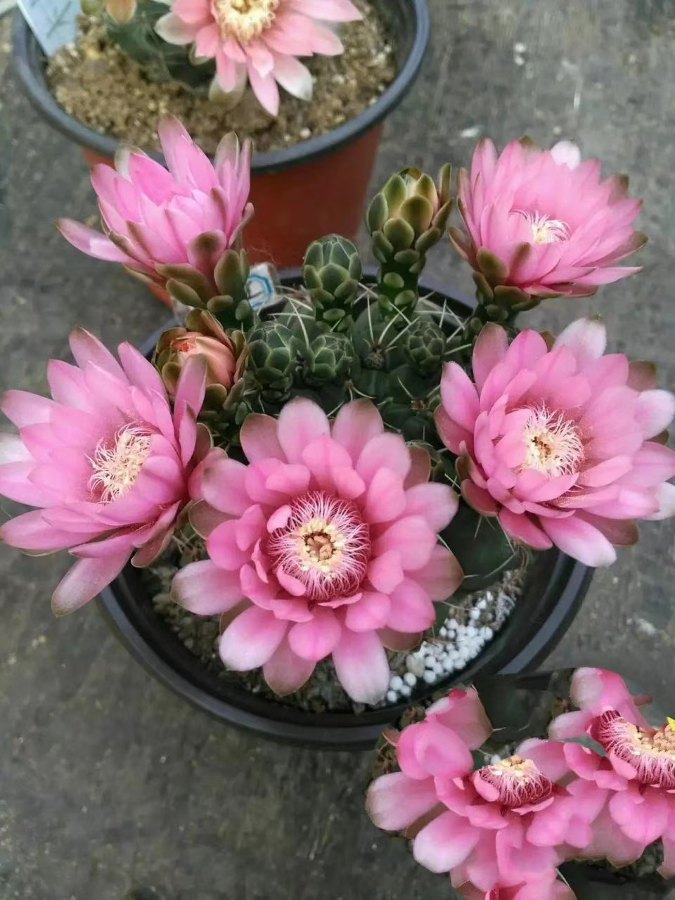 喜欢养仙人球,就选"绯花玉",好养易打理,每年开花很多次