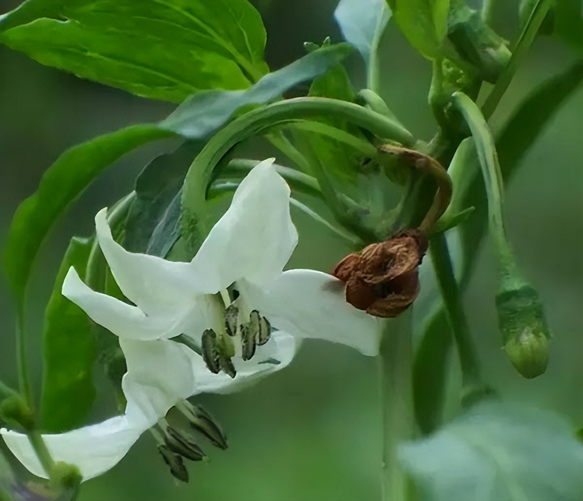 辣椒“三落”病防治