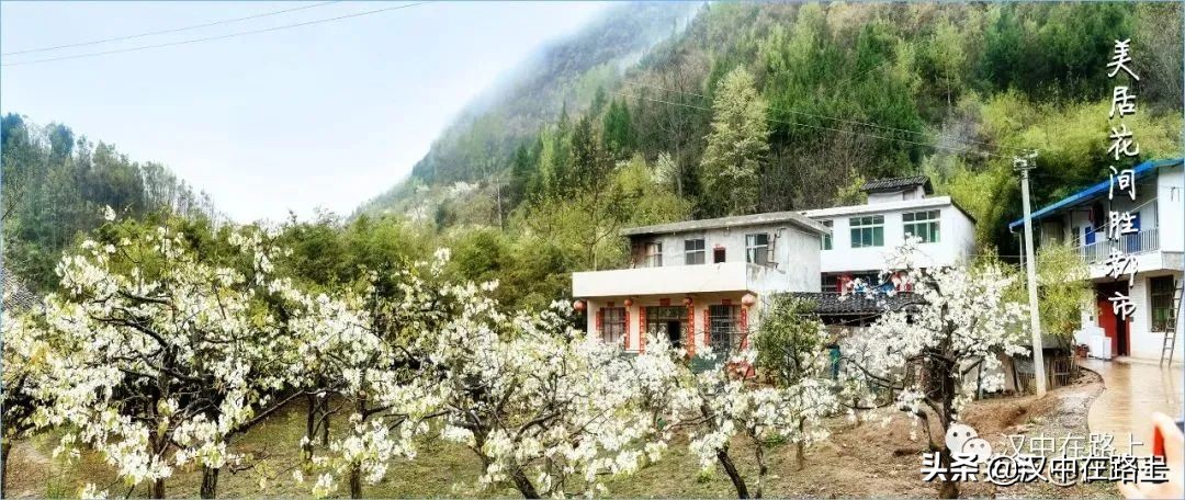 全部免費(fèi)！漢中鄉(xiāng)村賞花攻略出爐！妥妥安排