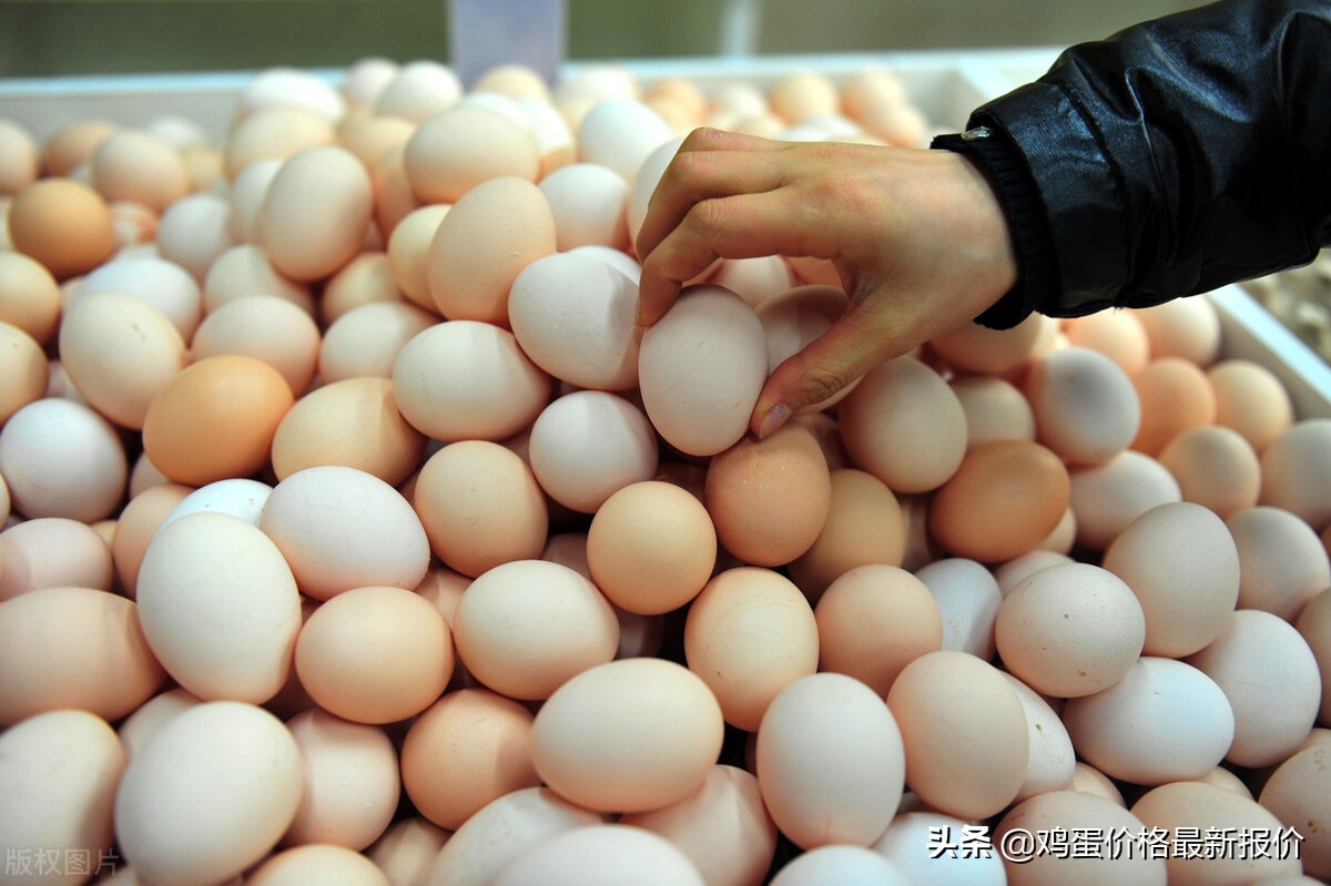 2021年河北鸡蛋价格最新行情，全国鸡蛋价格汇总表
